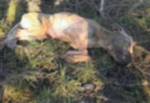 Još jedan slučaj zlostavljanja pasa: Deca našla leš staforda na Iđoškom putu